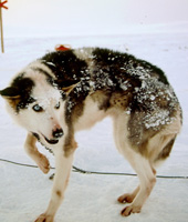 sleeping huskie