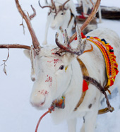 reindeer